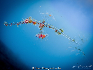 Baby Ghost Pipefish by Jean François Lacilla 